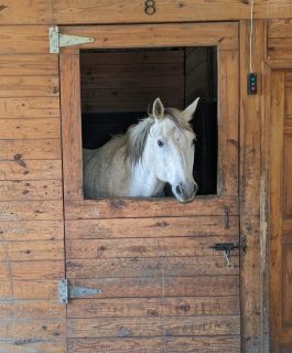 horse